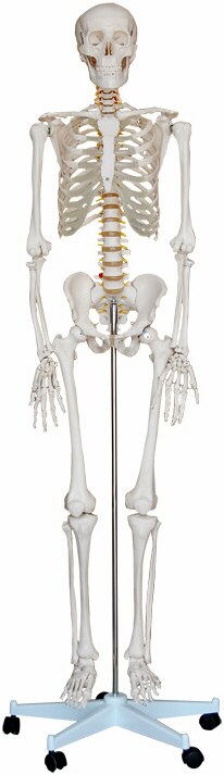 Modelo de esqueleto humano, tamao natural, con soporte, salidas de races nerviosas y arterias vertebrales XC-101
